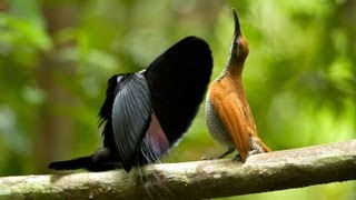 Magnificent Riflebird [upl. by Stephania]