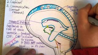 Cerebrospinal Fluid and Ventricles Part 2 [upl. by Eidnam]