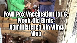 Fowl Pox Vaccination for 6WeekOld Birds Administered via Wing Web [upl. by Vicky]