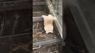 Cute kittens time 🥰🥰🥰  Cute Fluffy Pets [upl. by Yerffoeg]