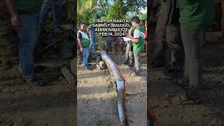 OARFISH NAKITA SA Brgy Balugo Albuera Leyte noong Feb 14 2024 oarfish DavaoInsider [upl. by Orian]