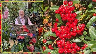 PYRACANTHA ou BUISSON ARDENT  ARBUSTE PERSISTANT SPECTACULAIRE ET DÉFENSIF Le Quotidien du Jardin [upl. by Hadihsar851]