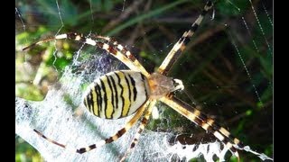 SPIDER ARAIGNÉE ARGIOPE FRELON ARGIOPE BRUENNICHI MANGE UNE SAUTERELLE [upl. by Dietrich]