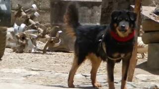 ABORIGINAL TIBETAN MASTIFF  Do Khyi of Tibet [upl. by Cassie]