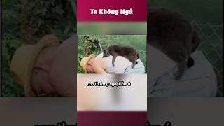 Những con vật thú vị 🐶🐈 takhongngu [upl. by Ecnadnac]