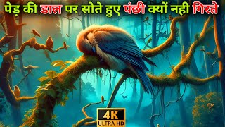 पेड़ की डाल पर सोते हुए पंछी क्यों नही गिरते Why do birds not fall while sleeping on tree branches [upl. by Amandi]