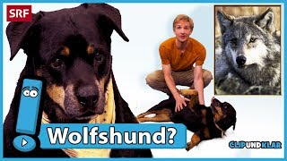 Wie kam der Hund zum Menschen  Clip und klar  SRF Kids – Kindervideos [upl. by Ridan]