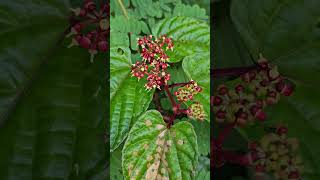 Cissus discolour flowers [upl. by Htebi]