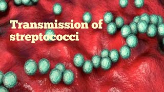 Transmission of streptococci  microbiology [upl. by Latvina]