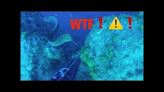 ⚠️❌ SPEARFISHING WTF Huge MORAY Eel VS ME Attack❌⚠️ [upl. by Quiteria]