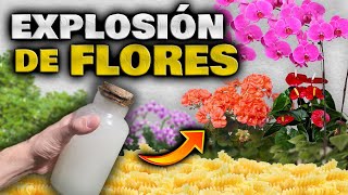 FLORACIÓN BRUTAL Abono Casero para PLANTAS y FLORES  Hacer Florecer Orquídeas Geranios y más [upl. by Ddahc]