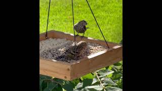 Pine Siskin team [upl. by Eceer]