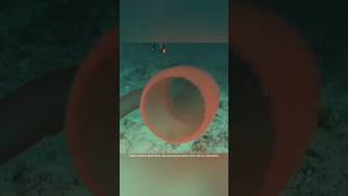 Pyrosomes strangest Ocean Phenomena 🌊 youtubeshorts yshorts shortscraft viral factsinurdu fact [upl. by Amilah979]