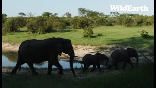 WildEarth  Live at the Waterhole 13 January 2024 [upl. by Aner]