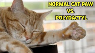 What Are Polydactyl Cats [upl. by Aenert]