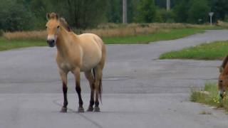 Chernobyl Wild Przewalskis Horses [upl. by Kinson]