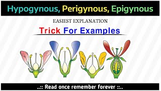 Hypogynous Perigynous Epigynous Example Tricks with easiest explanation  NCERT 11TH [upl. by Breech127]