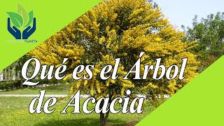 Acacia todo lo que necesitas saber sobre estos árboles [upl. by Chadbourne]