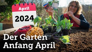 Garten Anfang April Aussaaten und Pflanzungen im Freiland die Sinn machen 🫛🥕🥬🧅🥔🥦🌼 [upl. by Fasto]