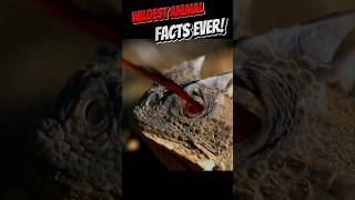 Unbelievable Animal Facts You Cant Miss Part 13 shorts [upl. by Baun]