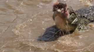 Crocodile swallows young zebras head in 1 go wait for the end Masai Mara  Kenia [upl. by Nyllek]