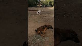 dog كلبالبيتبول subscribe cat shortvideo likeapro doniabatma intermiami [upl. by Aremihc]