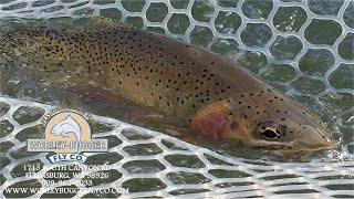 Yakima River Fly Fishing ReportOctober 11th 2024Worley Bugger Fly Co [upl. by Gerson774]