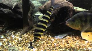 Leporinus fasciatus [upl. by Strohbehn197]