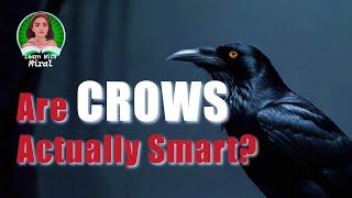 Are Crows Actually Smart crow crows clevercrow [upl. by Thynne]