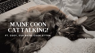 Maine Coon Cat Talking  “I Want My Morning Cuddles” [upl. by Paxton]