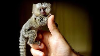 Finger Monkey  Pygmy Marmoset Monkey is Cutest Monkey in the world [upl. by Aundrea380]