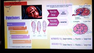 2do parcial Estructura de la placenta amnios y cordón umbilical [upl. by Retsub974]