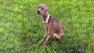 Skinny Dog Who Was Starved For DaysWe Could Count Every Bone In Her Body [upl. by Ttsepmet]