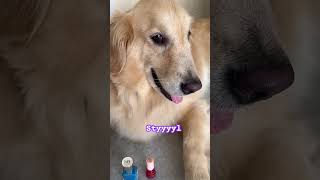 Stylish Maisie goldenretriever minikkiminikki youtubeshorts viralshort makeup nailpolish [upl. by Trebmal674]