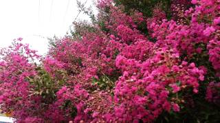 Lagerstroemia Indica  Crepe Myrtle  Liliac Indian roz inchis HD 29 [upl. by Letisha790]