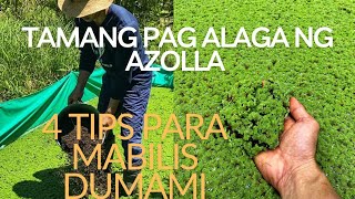 AZOLLA Farming Tips amp Maintenance Tamang pag Alaga ng Azolla [upl. by Yerkovich]