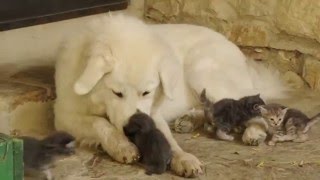 Pastore Maremmano Abruzzese Animali sorprendenti LArte della Natura [upl. by Odell665]