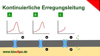 Kontinuierliche Erregungsleitung [upl. by Ameen]