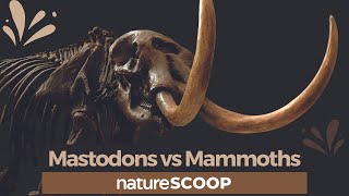 How to tell mastodons apart from mammoths [upl. by Aihsemak460]