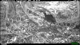 Lyrebird Calls at TarraBulga National Park [upl. by Healy949]