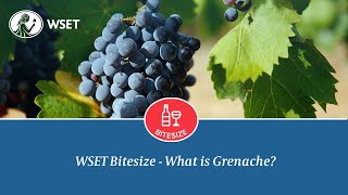 WSET Bitesize  What Is Grenache [upl. by Leahcim]