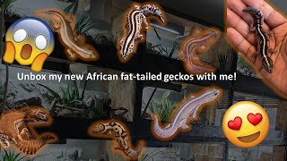 Unboxing new African fattailed geckos [upl. by Gothard]