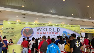 World Gamefowl Expo 19 January 2024  world trade center lightredgf [upl. by Eicirtap]