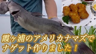 霞ヶ浦のアメリカナマズを楽しく釣って、美味しく頂く。第3弾！（釣り方〜捌き方〜下処理〜調理まで）アメナマナゲット作りました。 [upl. by Gellman]