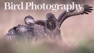 PHOTOGRAPHING BUZZARDS I Bird photography from hide [upl. by Nytsuj]