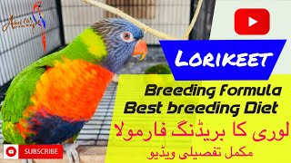 Complete information about lorikeet parrots parrots lorikeet beautifulbirds avicultura lovebird [upl. by Hildebrandt980]