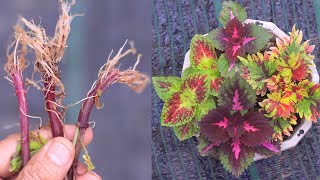 How to grow Coleus at home simply with aloe vera [upl. by Dlarrej842]