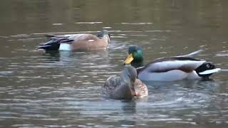 American wigeon ducks  Humber Bay Park [upl. by Blythe]