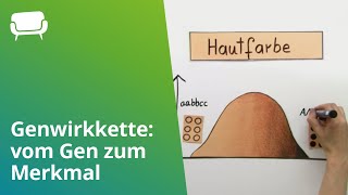 Genwirkkette vom Gen zum Merkmal  Biologie  Genetik [upl. by Rica]