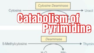 Catabolism of Pyrimidine Biochemistry  Pyrimidine degradation pathway [upl. by Soane]